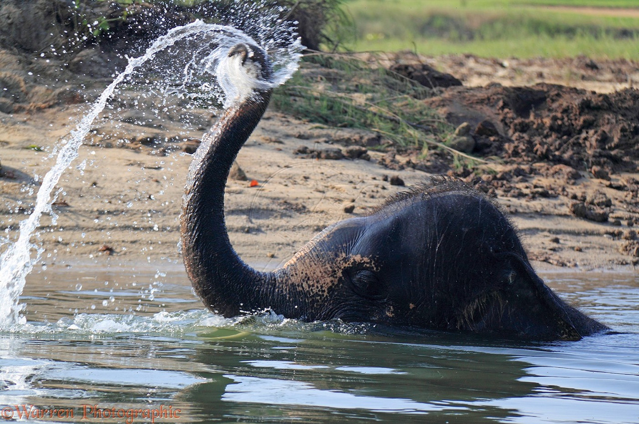 Asian Elephant taking a bath